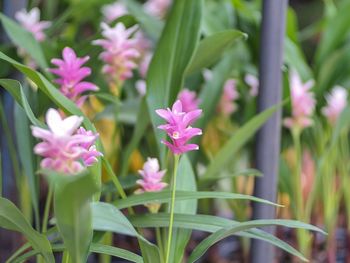 Close-up of pink flowering plants