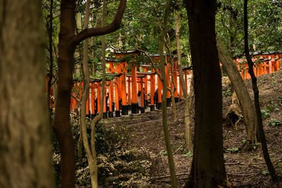 Trees growing in forest