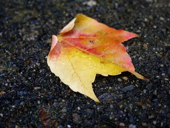 Close-up of yellow maple leaf