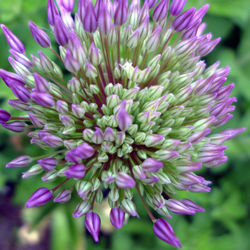 Close-up of pink flower