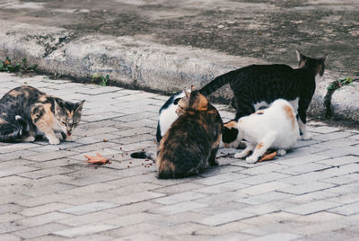 Cats eating food on footpath