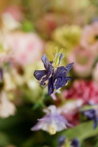 Close-up of flower against blurred background