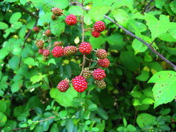 Close-up of red berries on tree