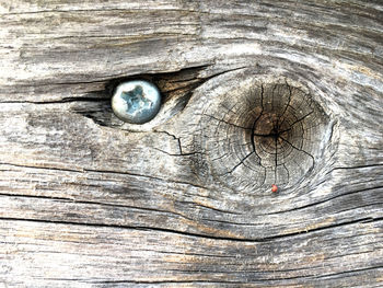 Full frame shot of tree trunk