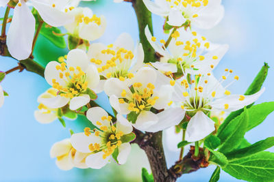 Close-up of flowers and tree against sky