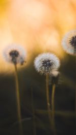 Close-up of dandelion flower