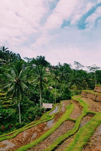 Scenic view of palm trees against sky