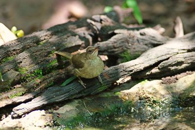 Close-up of bird on wood