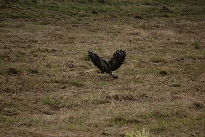 Bird on a field