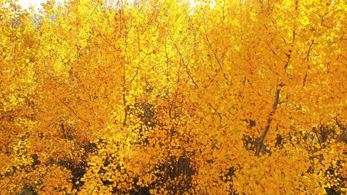 Full frame shot of yellow flowering plants during autumn