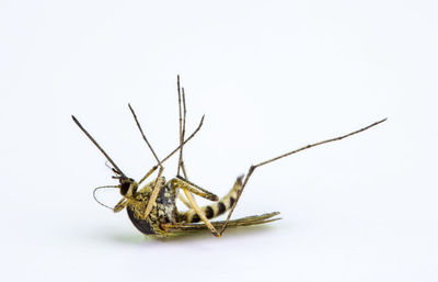 A mosquito in front of white background