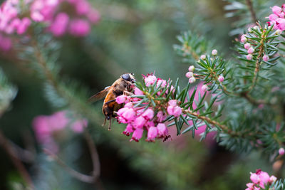 Bee pollinating flower