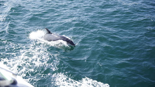 High angle view of whale swimming in sea