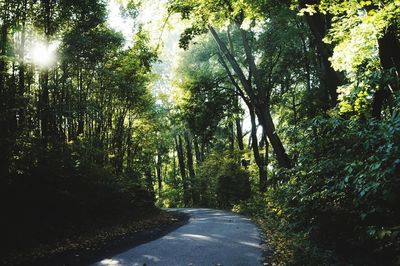 Empty road amidst trees in forest
