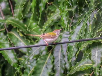 Close-up of bird perching on plant