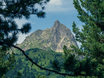 tree