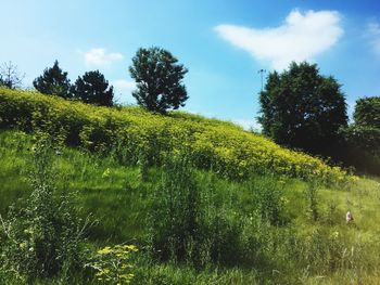 Scenic view of field against cloudy sky
