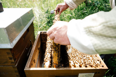 Cropped hand of man holding insect