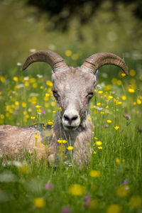 Close-up portrait of owl on field