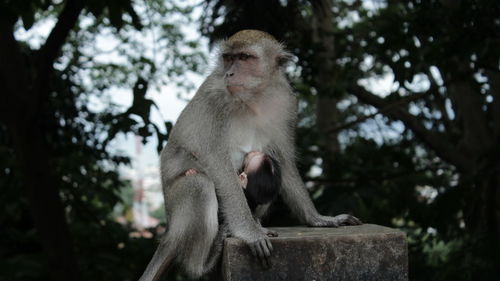 Monkey sitting on tree against plants