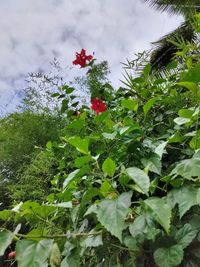 Close-up of red flowering plant against cloudy sky