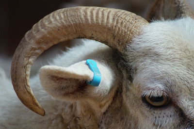 Close-up of horse