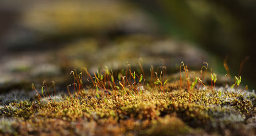 Close-up of mushroom growing on field