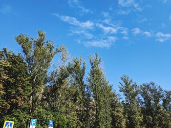 Low angle view of trees against sky