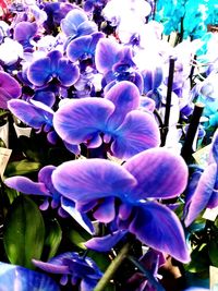 Close-up of flowers blooming outdoors