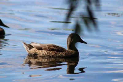 Duck swimming in lake