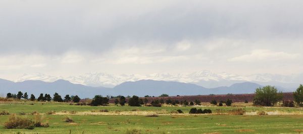 Scenic view of agricultural field against sky