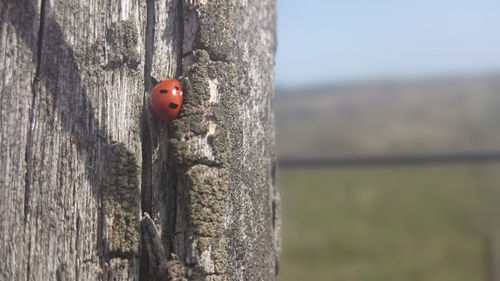 Close-up of ladybug on wood