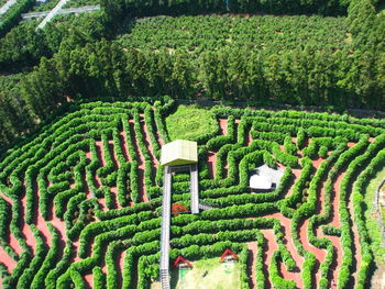 Scenic view of green plants