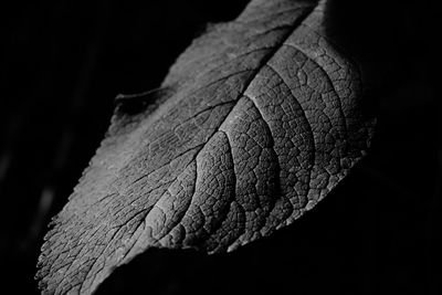 Close-up of leaf against black background