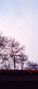 Low angle view of tree against sky