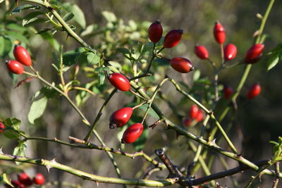 Red berries growing on tree