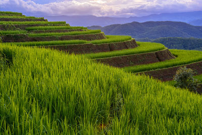 Scenic view of agricultural field against sky