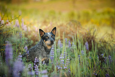 Portrait of dog relaxing amidst plants on field