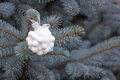 Close-up of christmas tree