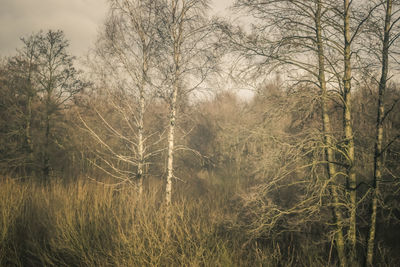 Bare trees on field against sky