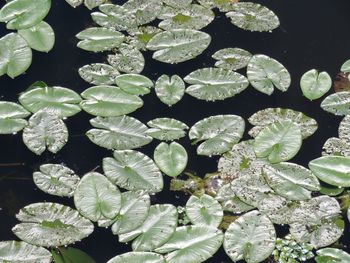 Close-up of water lily in lake