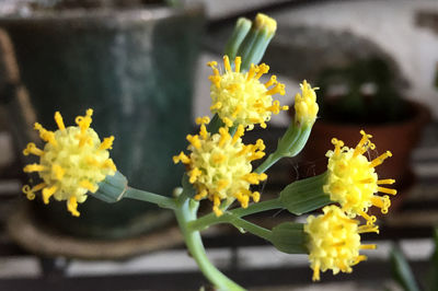 Close-up of yellow flowers blooming outdoors