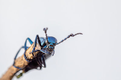 Close-up of spider on white background