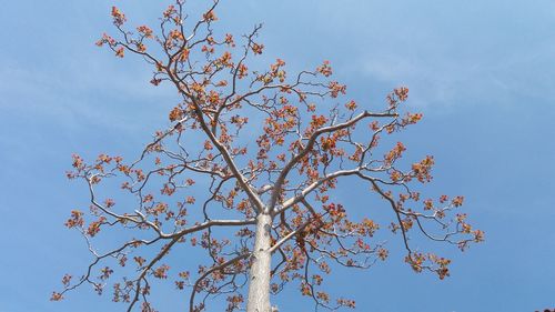 Low angle view of cherry tree against blue sky