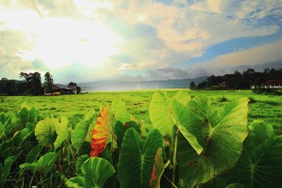 Scenic view of field against cloudy sky