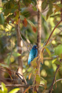 Bird perching on branch