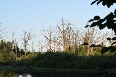 Bare trees on landscape against clear sky