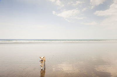 View of dog on beach