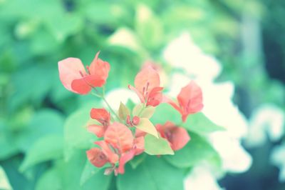 Close-up of pink flowering plant