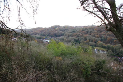 Scenic view of forest